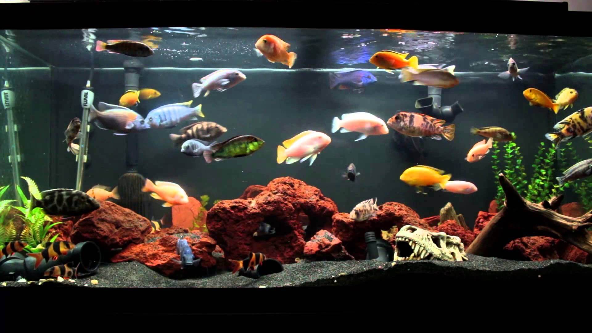 Güzellikleri ile Nam Salan Ciklet Balığı Hakkında 10 Bilgi